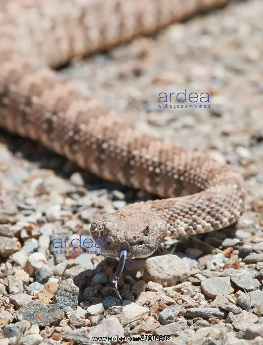 : Panamint rattlesnake : Panamint rattlesnake