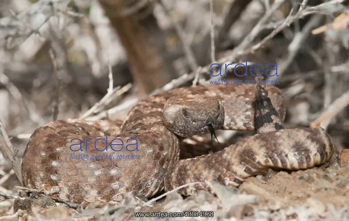 : Panamint rattlesnake : Panamint rattlesnake