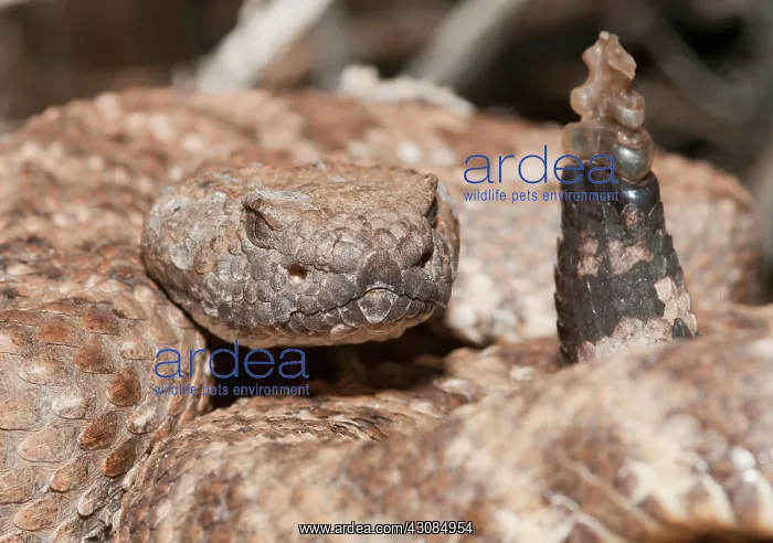 : Panamint rattlesnake : Panamint rattlesnake