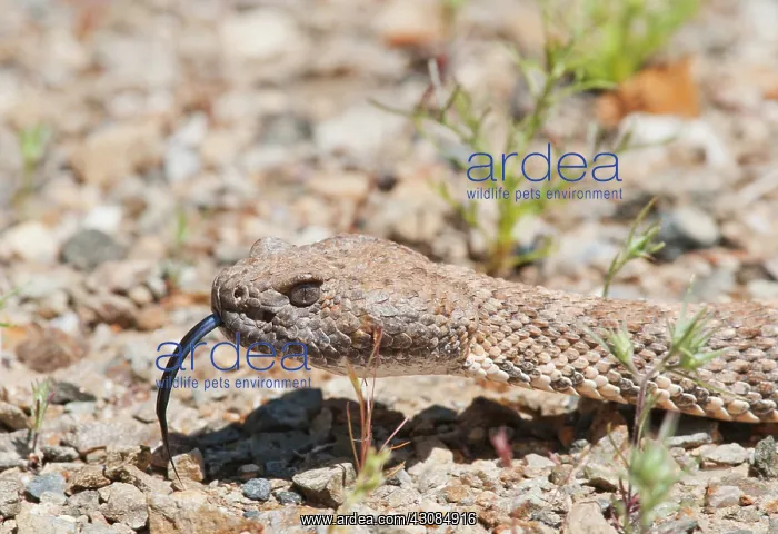 : Panamint rattlesnake, Crotalus mitchellii stephensi : Panamint rattlesnake, Crotalus mitchellii stephensi