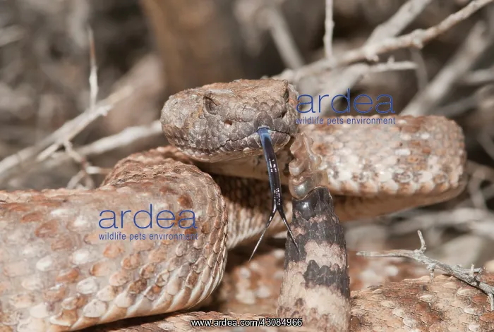 : Panamint rattlesnake striking posture : Panamint rattlesnake striking posture
