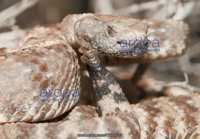 : Panamint rattlesnake striking posture : Panamint rattlesnake striking posture