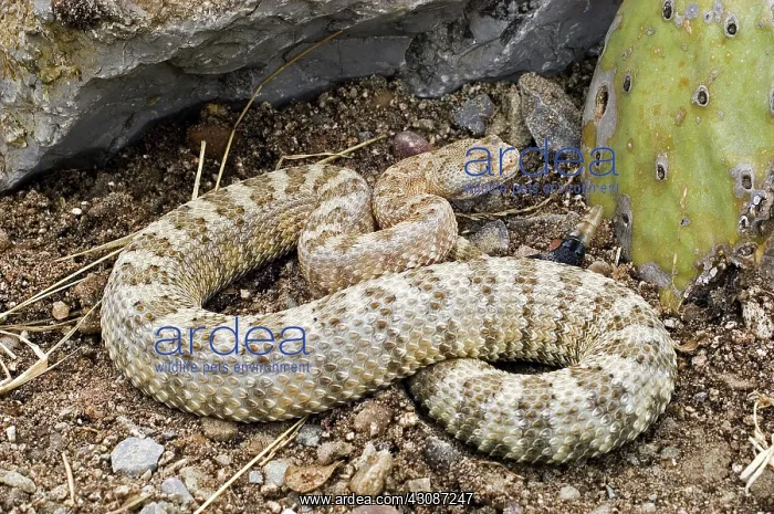 : Panamint Speckled Rattlesnake : Panamint Speckled Rattlesnake
