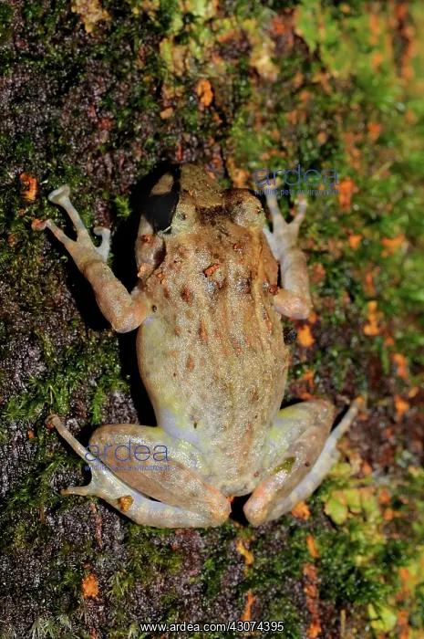 : Panay Forest Frog : Panay Forest Frog