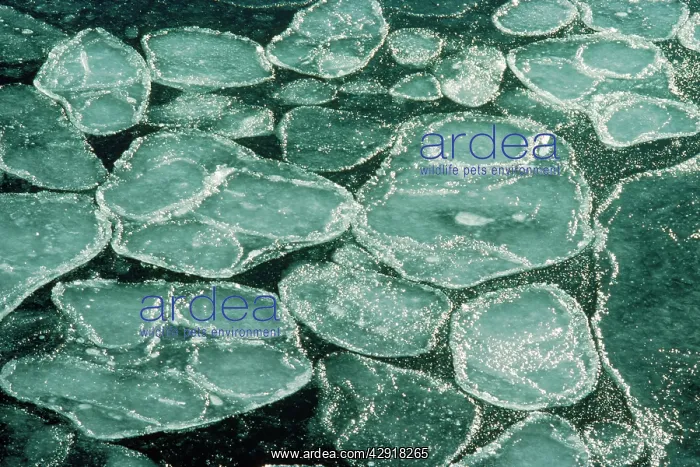  : Pancake Ice