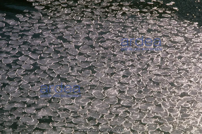 : Pancake Ice - forming : Pancake Ice - forming