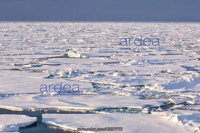: Pancake ice, Greenland Sea, East Coast of : Pancake ice, Greenland Sea, East Coast of