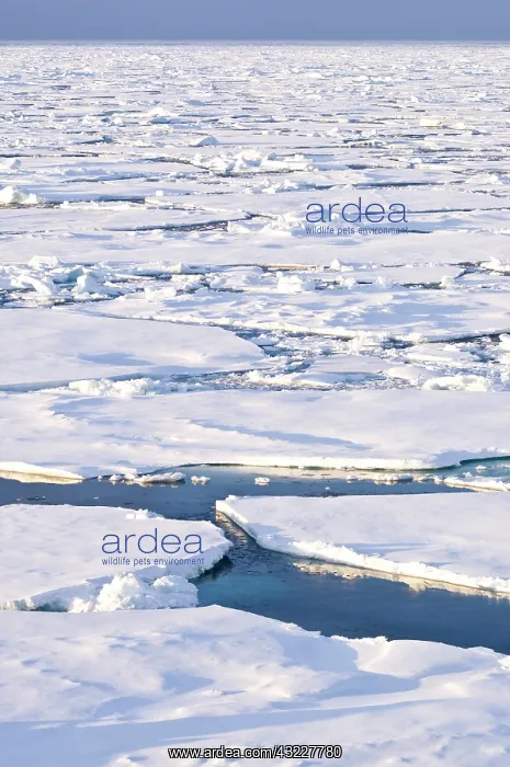 : Pancake ice, Greenland Sea, East Coast of : Pancake ice, Greenland Sea, East Coast of