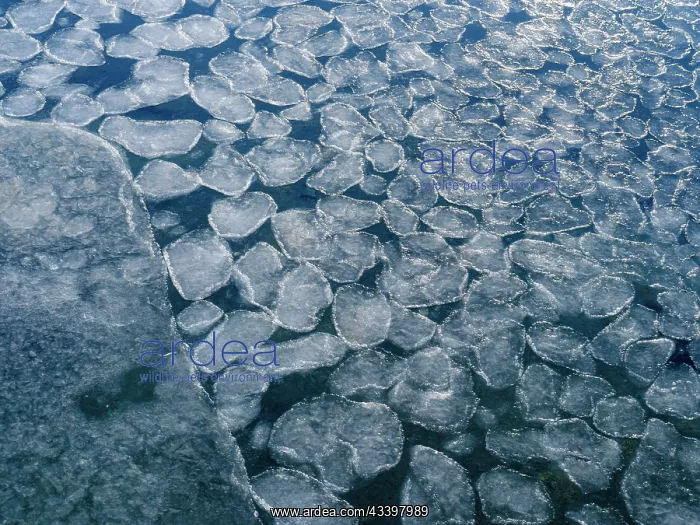 : Pancake ice, process of forming of sea ice. Coast : Pancake ice, process of forming of sea ice. Coast
