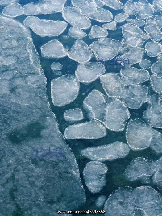 : Pancake ice, process of forming of sea ice. Coast : Pancake ice, process of forming of sea ice. Coast