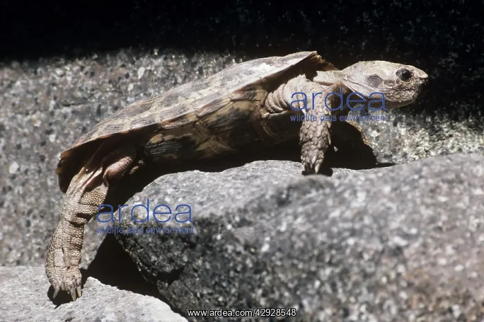 : PANCAKE TORTOISE : PANCAKE TORTOISE