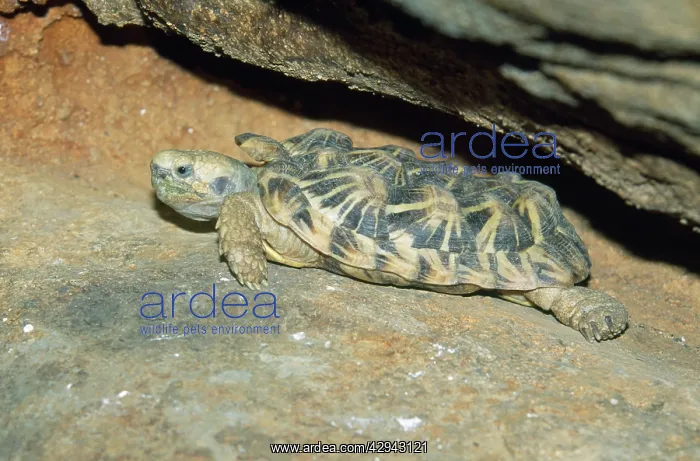  : Pancake TORTOISE - A small flat turtle that takes