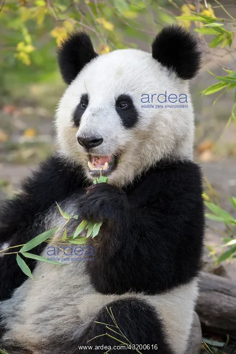 : Panda (Ailuropoda melanoleuca), captive, young animal : Panda (Ailuropoda melanoleuca), captive, young animal