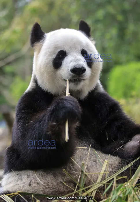 : Panda (Ailuropoda melanoleuca), adult, eating, animal : Panda (Ailuropoda melanoleuca), adult, eating, animal