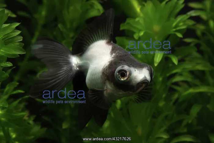 : Panda Butterfly Goldfish : Panda Butterfly Goldfish