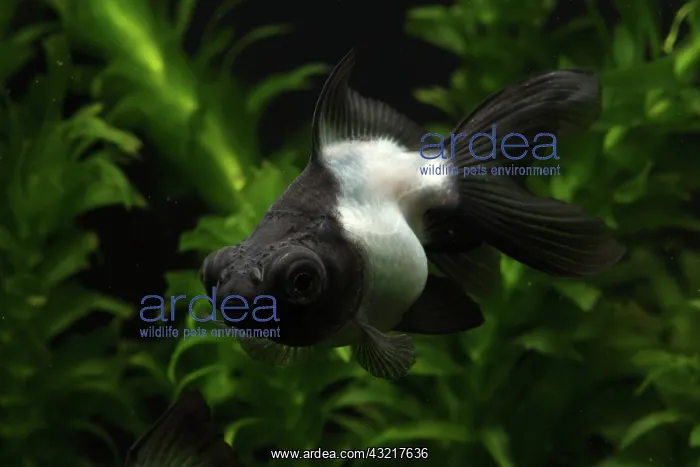  : Panda Butterfly Goldfish