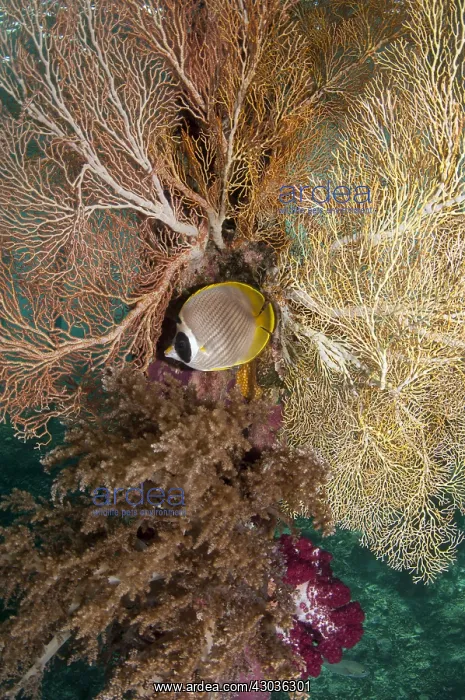: Panda Butterflyfish - by Sea Fan (Melithaea sp.) : Panda Butterflyfish - by Sea Fan (Melithaea sp.)