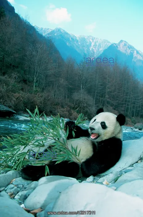: Panda eating bamboo by river bank, Wolong : Panda eating bamboo by river bank, Wolong
