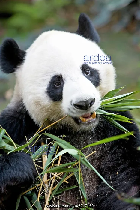 : Panda eating bamboo shoots ( Alluropoda : Panda eating bamboo shoots ( Alluropoda