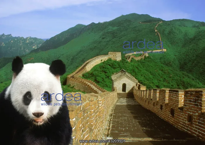 : Panda at the Great Wall of China : Panda at the Great Wall of China