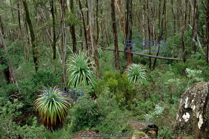 : Pandani (Richea pandanifolia). Mount Field National Park, Tasmania, Australia : Pandani (Richea pandanifolia). Mount Field National Park, Tasmania, Australia