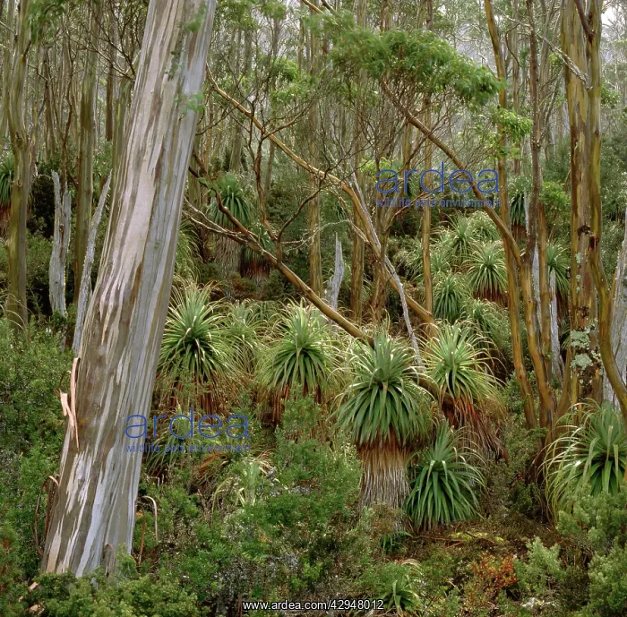 : Pandani grove and Eucalyptus (Eucalyptus coccifera) : Pandani grove and Eucalyptus (Eucalyptus coccifera)