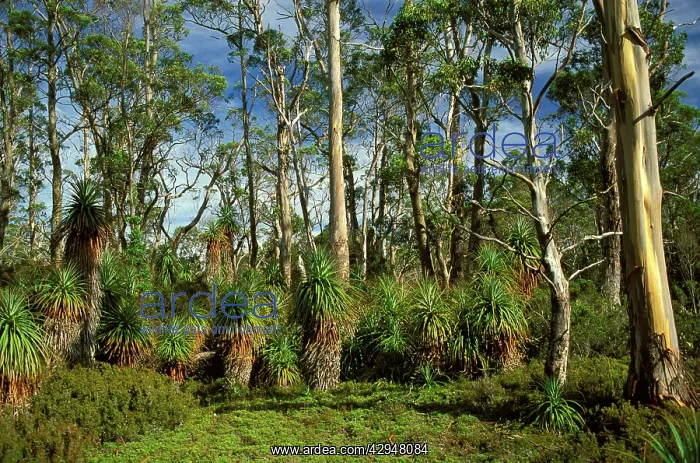 : Pandani - near Pelion Gap, Cradle Mountain-Lake St Clair : Pandani - near Pelion Gap, Cradle Mountain-Lake St Clair