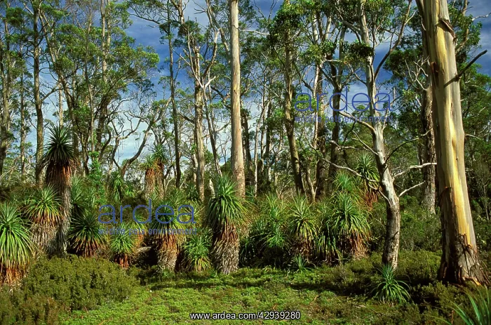 : Pandani (Richea pandanifolia) near Pelion Gap : Pandani (Richea pandanifolia) near Pelion Gap