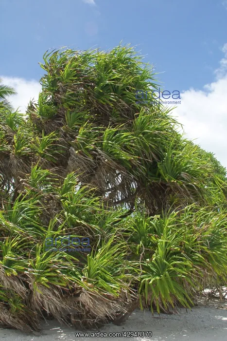 : Pandanus - blowing in the wind. This is an endemic : Pandanus - blowing in the wind. This is an endemic