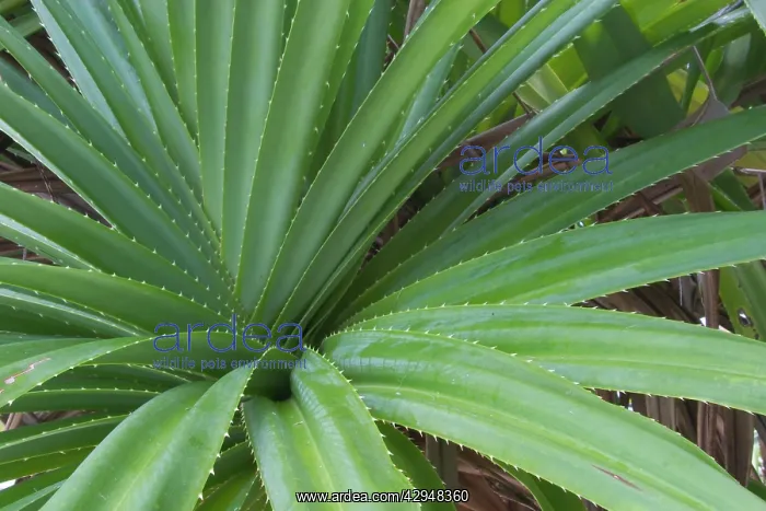 : Pandanus - This is an endemic subspecies to the : Pandanus - This is an endemic subspecies to the