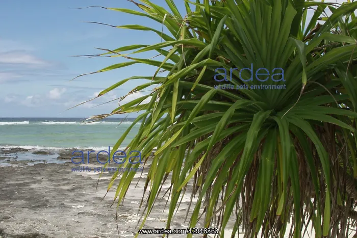 : Pandanus - This is an endemic subspecies to the : Pandanus - This is an endemic subspecies to the