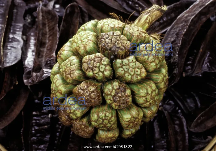 : Pandanus fruit - Exotics products for floral compositions : Pandanus fruit - Exotics products for floral compositions