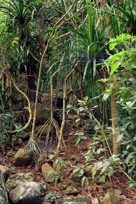 : Pandanus sp : Pandanus sp