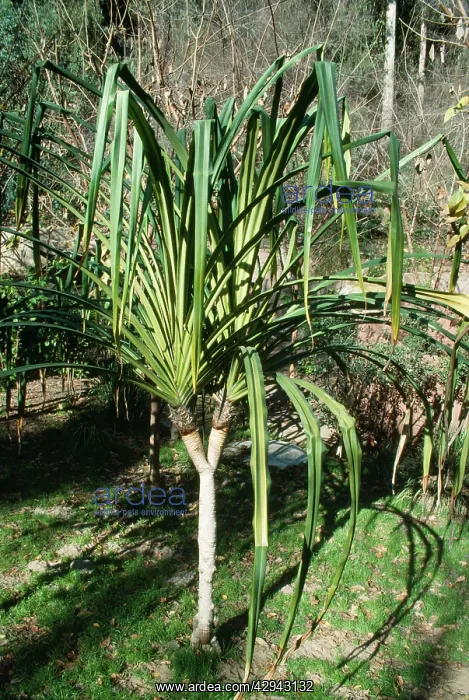 : Pandanus tree / Screw PINE : Pandanus tree / Screw PINE