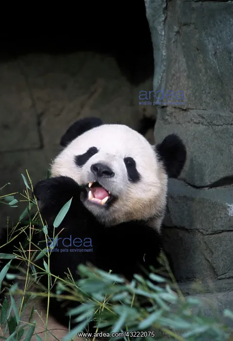 : Pandas at the National Zoo in Washington : Pandas at the National Zoo in Washington
