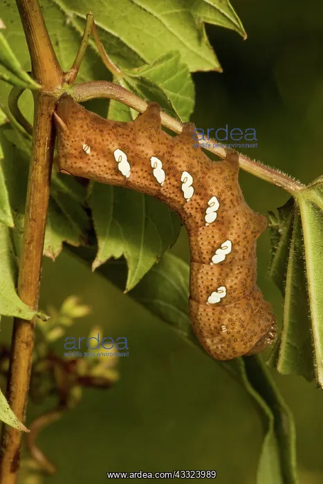 : Pandora sphinx caterpillar : Pandora sphinx caterpillar