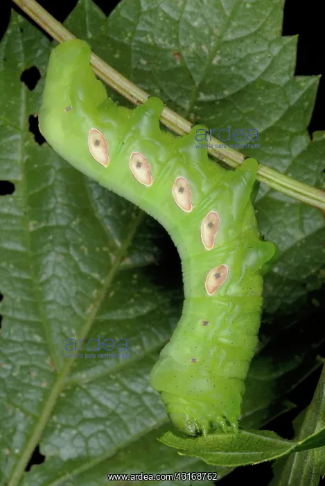 : Pandorus Sphinx Moth caterpillar : Pandorus Sphinx Moth caterpillar