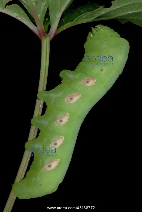 : Pandorus Sphinx Moth caterpillar : Pandorus Sphinx Moth caterpillar