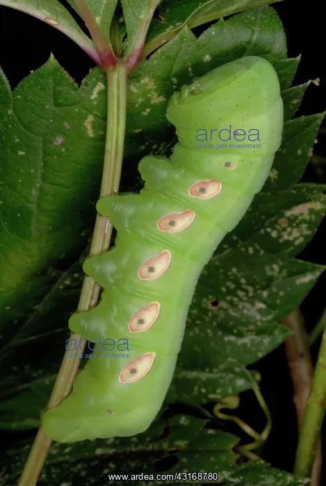 : Pandorus Sphinx Moth caterpillar : Pandorus Sphinx Moth caterpillar