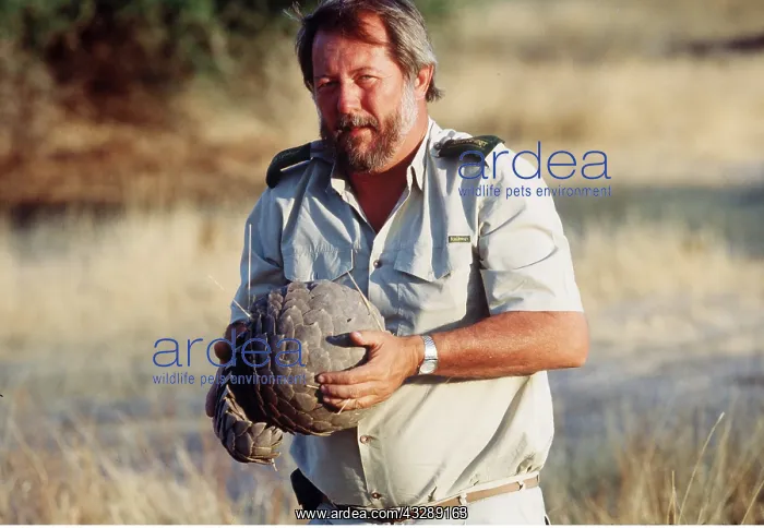 : PANGOLIN - Curled in ball for defence, held by man : PANGOLIN - Curled in ball for defence, held by man