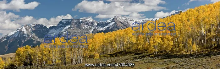 : Panorama of Aspen and Spruce forests in autumn : Panorama of Aspen and Spruce forests in autumn