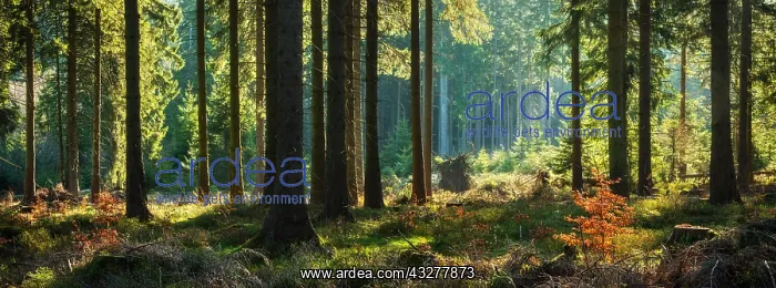 : Panorama, atmospheric sunny near-natural spruce : Panorama, atmospheric sunny near-natural spruce