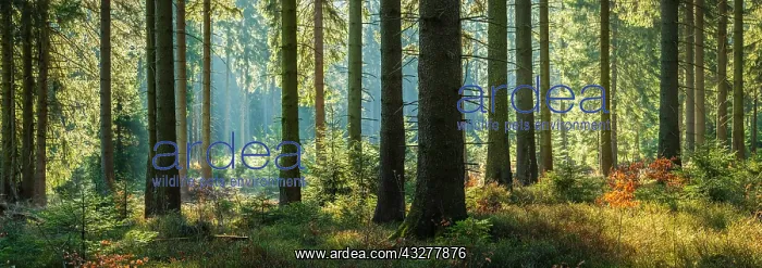 : Panorama, atmospheric sunny near-natural spruce : Panorama, atmospheric sunny near-natural spruce