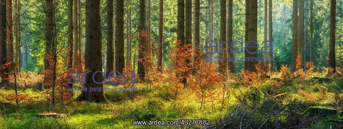 : Panorama, atmospheric sunny near-natural spruce : Panorama, atmospheric sunny near-natural spruce