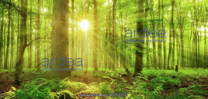 : Panorama, beech forest flooded with light, sun shines : Panorama, beech forest flooded with light, sun shines