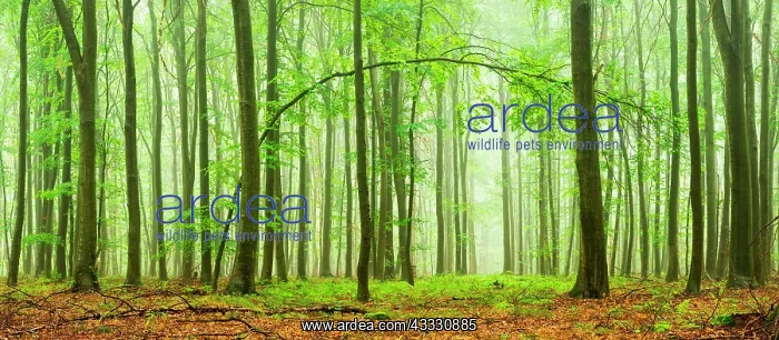 : Panorama, Beeches forest (Fagus) in the fog, curved : Panorama, Beeches forest (Fagus) in the fog, curved