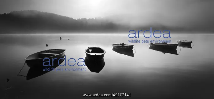 : Panorama, black and white, morning mood with fog at the Edersee : Panorama, black and white, morning mood with fog at the Edersee