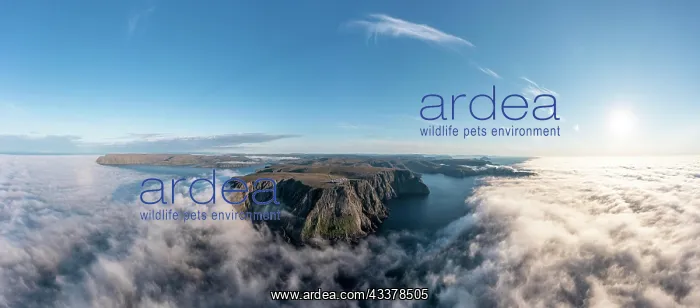 : Panorama of the cliffs of the North Cape with foggy : Panorama of the cliffs of the North Cape with foggy