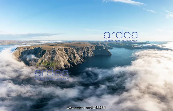 : Panorama of the cliffs of the North Cape with foggy : Panorama of the cliffs of the North Cape with foggy