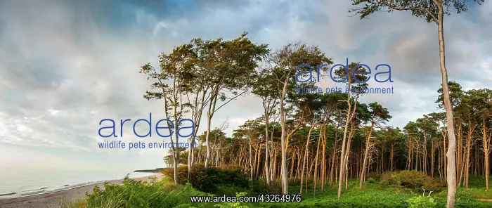  : Panorama, Coastal forest with beach, western beach